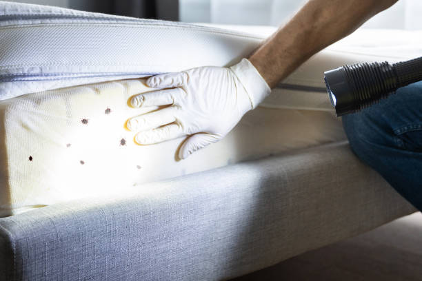 Best Pest Control for Businesses  in Clyde, NC