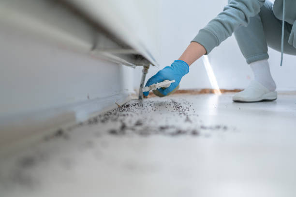 Best Wasp Removal Services  in Clyde, NC